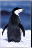 Framed Chinstrap Penguin, Weddell Sea, Antarctic Peninsula, Antarctica