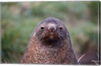 Framed Antarctic Fur Seal, Cooper Baby, South Georgia, Antarctica