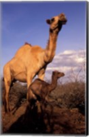 Framed Dromedary Camel, Mother and Baby, Nanyuki, Kenya