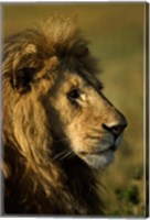 Framed Adult male lion, Maasai Mara, Kenya