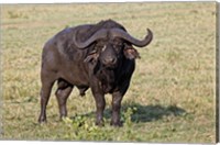 Framed African buffalo wildlife, Maasai Mara, Kenya