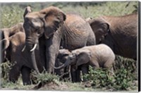 Framed African Elephant herd with babies, Maasai Mara, Kenya