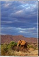 Framed African Elephant, Samburu Game Reserve, Kenya