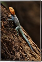 Framed Agama Lizard, Samburu National Game Reserve, Kenya