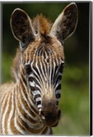 Framed Baby Burchell's Zebra, Lake Nakuru National Park, Kenya