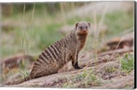 Framed Banded Mongoose wildlife, Maasai Mara, Kenya