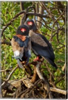 Framed Bateleur Eagles, Samburu National Reserve, Kenya