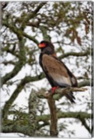 Framed Bateleur, Serengeti National Park, Tanzania