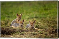 Framed Black-backed Jackal wildlife, Maasai Mara, Kenya