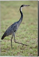 Framed Black-headed Heron, Serengeti National Park, Tanzania