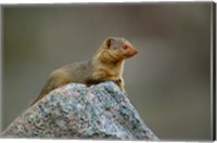 Framed Dwarf Mongoose, Serengeti National Park, Tanzania