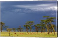Framed Herd of male Impala, Lake Nakuru, Lake Nakuru National Park, Kenya