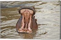 Framed Hippopotamus threat, Mara River, Maasai Mara, Kenya