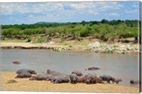 Framed Hippopotamus, Mara River, Serengeti NP, Tanzania