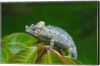 Framed Chameleon on leaves, Nakuru, Kenya