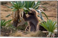 Framed Gelada Baboons With Giant Lobelia, Simen National Park, Northern Ethiopia