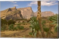 Framed Giant Lobelia, Simen National Park, Northern Ethiopia