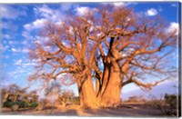 Framed Baobab, Okavango Delta, Botswana