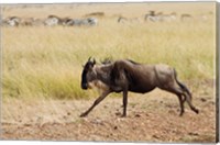 Framed Blue Wildebeest on the run in Maasai Mara Wildlife Reserve, Kenya.