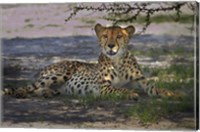 Framed Cheetah,Acinonyx jubatus, Nxai Pan NP, Botswana, Africa
