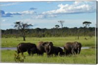 Framed Elephant, Zimbabwe