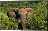 Framed Elephant, Hwange National Park, Zimbabwe, Africa