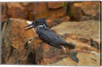 Framed Giant Kingfisher, Megaceryle maxima, Kruger NP, South Africa
