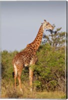 Framed Giraffe, Giraffa camelopardalis, Maasai Mara wildlife Reserve, Kenya.