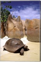 Framed Aldabran Giant Tortoise, Curieuse Island, Seychelles, Africa