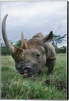 Framed Black Rhinoceros, Kenya