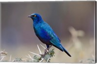 Framed Blue-eared Glossy Starling bird, Lake Nakuru NP, Kenya