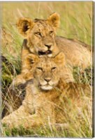 Framed Group of lion cubs, Panthera leo, Masai Mara, Kenya