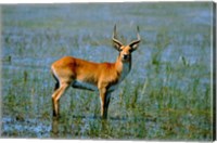 Framed Botswana, Okavango Delta, Red Lechwe wildlife