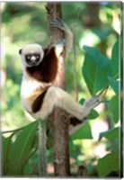 Framed Coquerel's Sifaka, Western Dry Forest, Madagascar