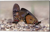 Framed pair of Butterflies, Gombe National Park, Tanzania