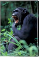 Framed Female Chimpanzee Yawning, Gombe National Park, Tanzania