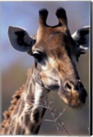 Framed Close-up of Giraffe Feeding, South Africa