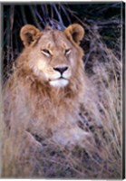 Framed African Lion, Botswana