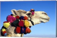 Framed Colorfully Decorated Tourist Camel, Egypt