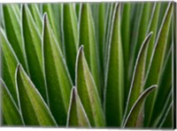 Framed Giant Lobelia rosette of leaves, Kenya