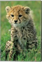 Framed Cheetah, Tanzania, Serengeti NP, Cheetah cub