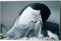 Framed Chinstrap Penguins, Deception Island, Antarctica