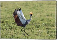 Framed Africa, Tanzania, Ngorongoro Crater. Grey Crowned Crane dancing.