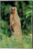 Framed Botswana, Chobe NP, Banded Mongoose river bank