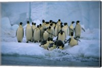 Framed Emperor Penguins, Cape Roget, Ross Sea, Antarctica