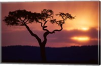 Framed Acacia Tree as Storm Clears, Masai Mara Game Reserve, Kenya