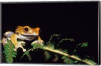 Framed Frog in the Analamazaotra National Park, Madagascar