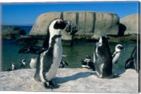 Framed African Penguins, South Africa