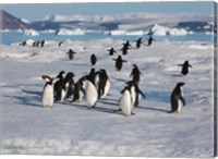 Framed Adelie Penguins, Devil Island, Antartica