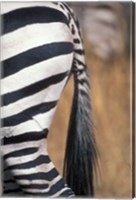 Framed Close-Up of Plains Zebra, Masai Mara Game Reserve, Kenya